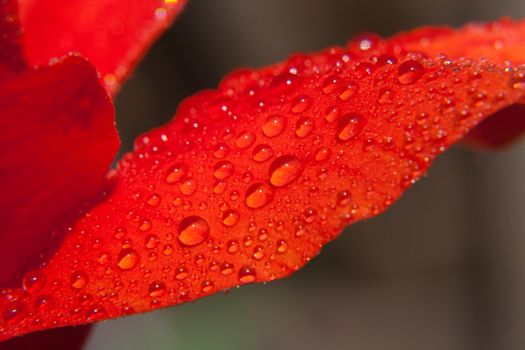 Wet red flower petal close up.