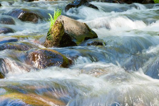 Forest stream running over mossy rocks.