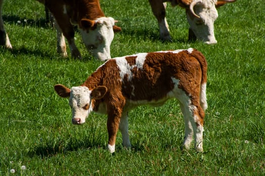 Photo of a cow standing in a field with hills.