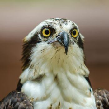 A beautiful closeup of a falcon