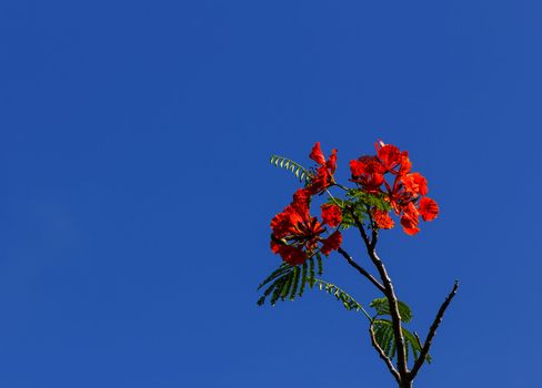 Flame tree or Royal Poinciana blossom on blue sky