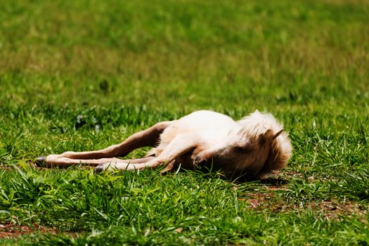 horse sleeping on the ground  in fram