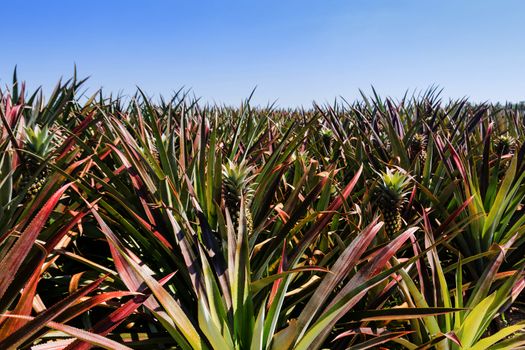 Young pineapple tree in plant close up