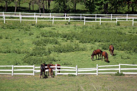 herd of horses in corral on farm aerial view 