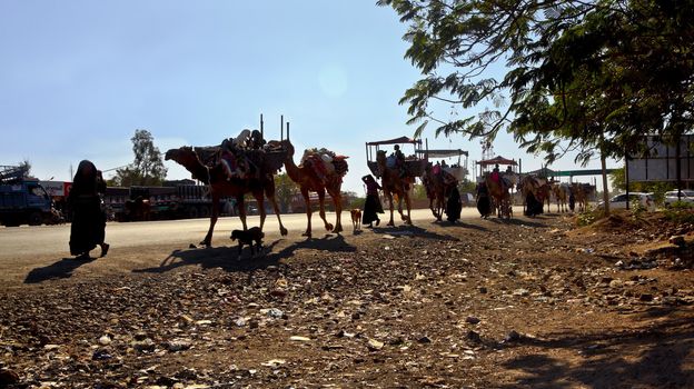 Horizontal landscape of a nomads camel caravan traveling through the rural parts of Gujarat India late afternoon in January 2013. Images has lens flare,