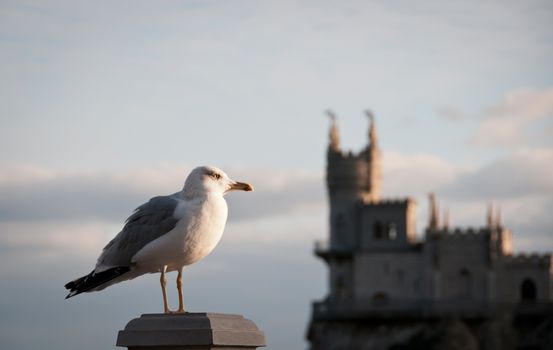 Seagull with Swallow's Nest Castle on background, Crimea, Ukraine