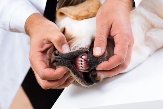 Photo veterinarian checks the teeth of a dog that is on the table