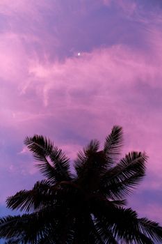 Palm Trees under the moonlight