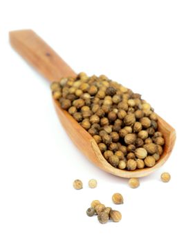 Dried Coriander Seeds in Wooden Scoop isolated on white background