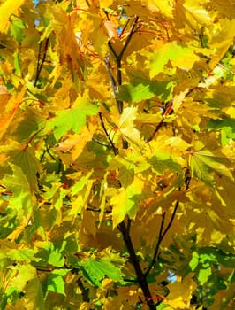 Beautiful сolorful autumn leaves - green, orange, red, yellow