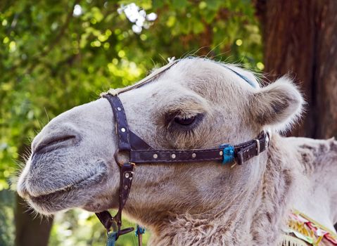 camel portrait zoo animals