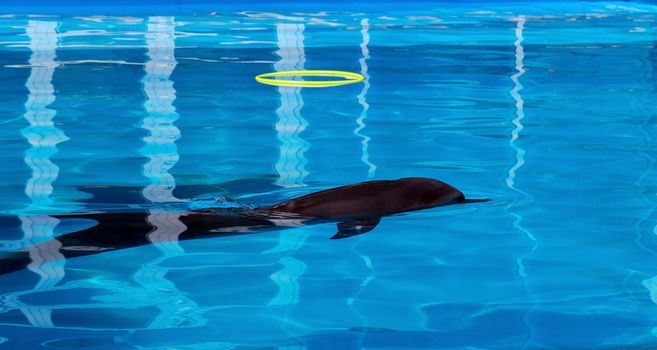 Dolphin playing in the swimming pool