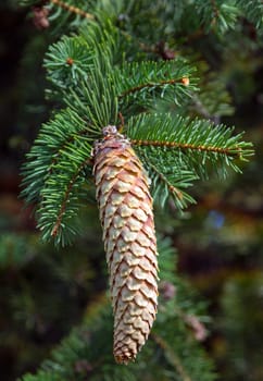 Pine cone with branch green background decoration