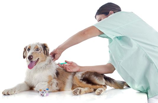 purebred australian shepherd and vet  in front of white background