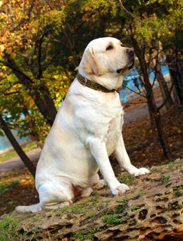 young yellow labrador in the park in autumn