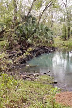 An underground spring flows into an emerald-green pond in a remote, tropical forest.  The remnants of old railroad supports are visible to the left.