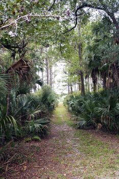 A path through a lush, tropical forest on a cloudy, misty morning.