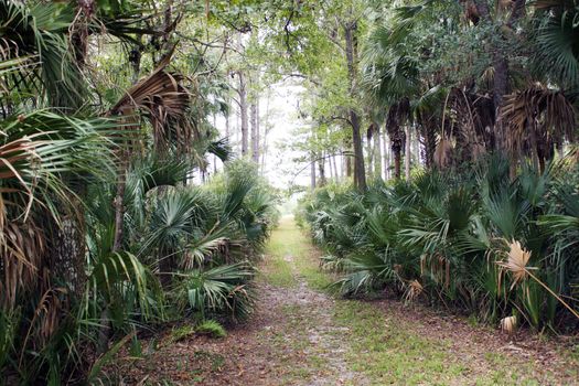 A path through a lush, tropical forest on a cloudy, misty morning.