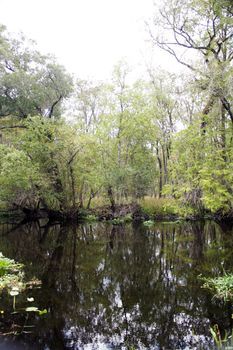 A creek flows through a remote, lush, tropical forest.