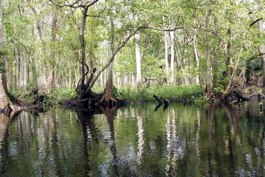 A creek flows through a remote, lush, tropical forest.