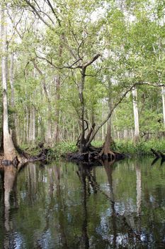 A creek flows through a remote, lush, tropical forest.