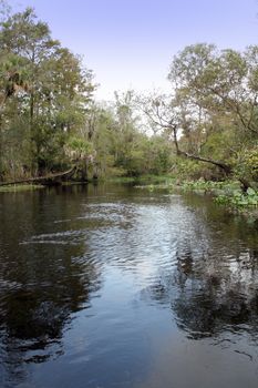 A creek flows through a remote, lush, tropical forest.