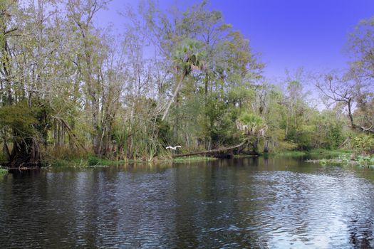 A creek flows through a remote, lush, tropical forest.