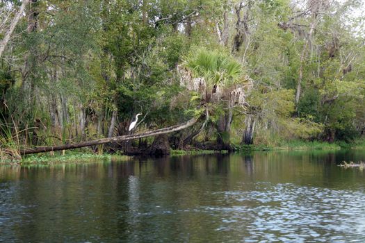 A creek flows through a remote, lush, tropical forest.