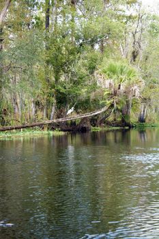 A creek flows through a remote, lush, tropical forest.