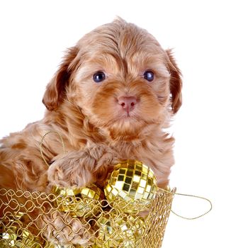 Puppy in a wattled basket with New Year's balls. Puppy of a decorative doggie. Decorative dog. Puppy of the Petersburg orchid on a white background