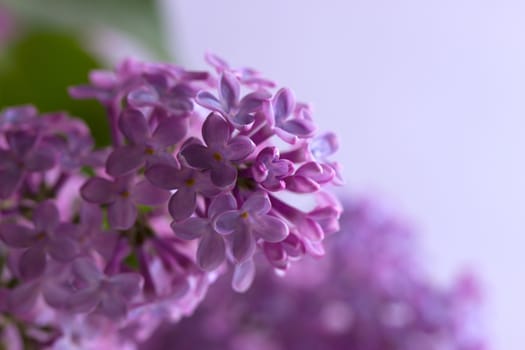 branch of a purple lilac
