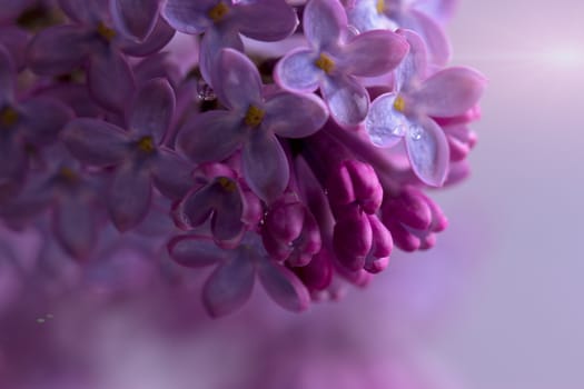 branch of a purple lilac