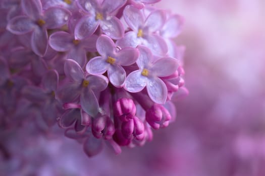 branch of a purple lilac