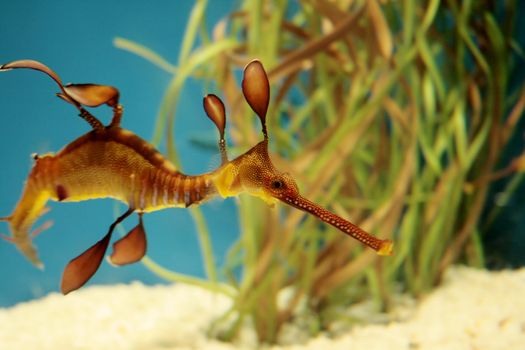 Leafy sea dragon (from the seahorse family) swimming in crystal blue water