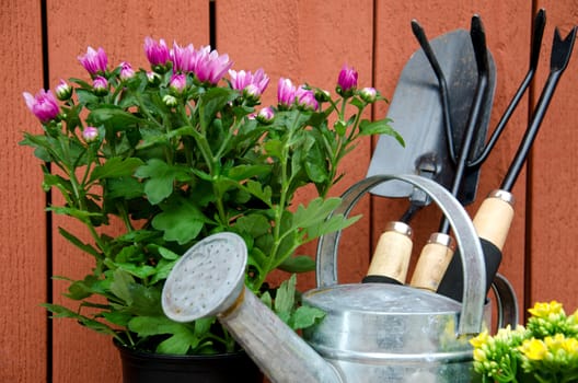 Gardening tools on wooden background