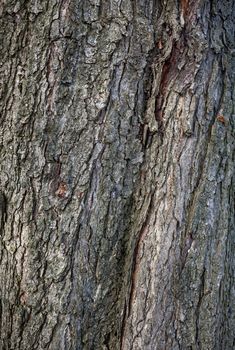 Old tree bark for natural textured background