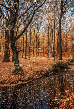 Beautiful day in the misty autumn fores with creek