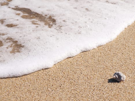 Sea Rapana Shell at The Sand