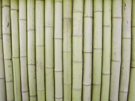 Photo of The Bamboo Background