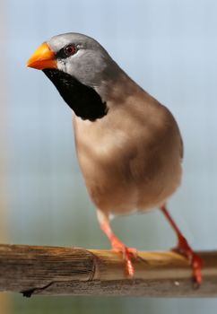  Enquisitive Heck's Grassfinch bird stretching and peering