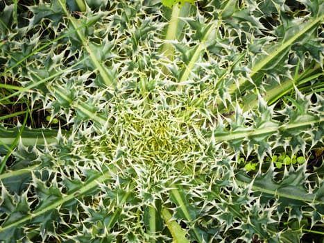Photo of the Green Bur Background