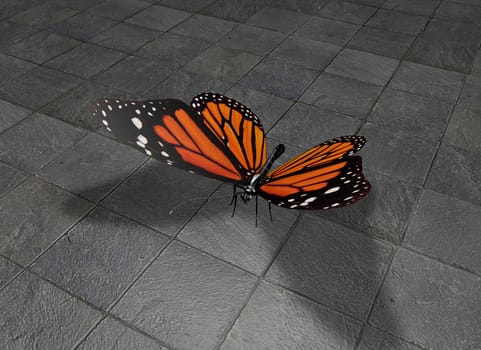 butterfly on grey floor