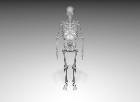 Skeleton on white background