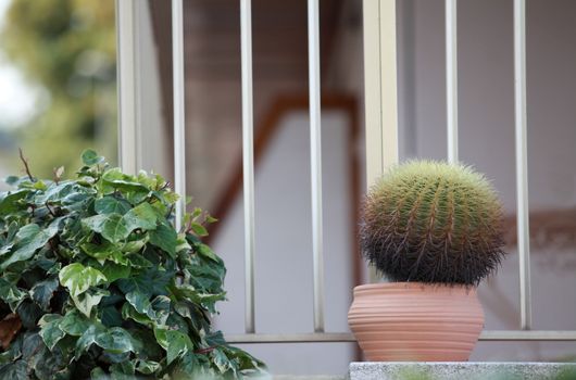  cactus in a pot on the windowsill