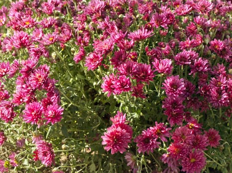 Photo of the Pink Chrysanthemum Background