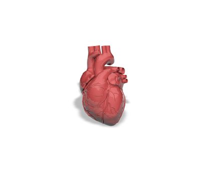 human heart on white background