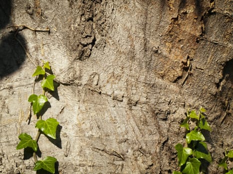 Green Ivy at Wooden Background, Copyspace