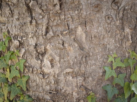 Green Ivy at Wooden Background, Copyspace