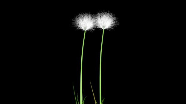 Dandelion on a black background