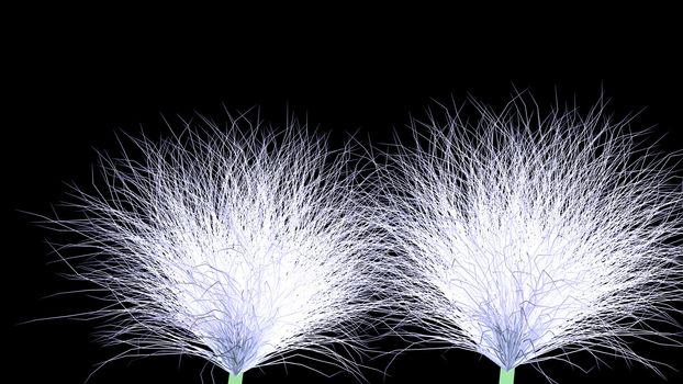 Dandelion on a black background